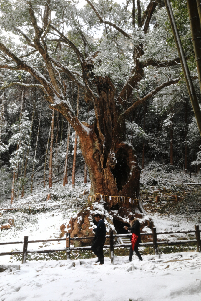 武雄神社の大楠