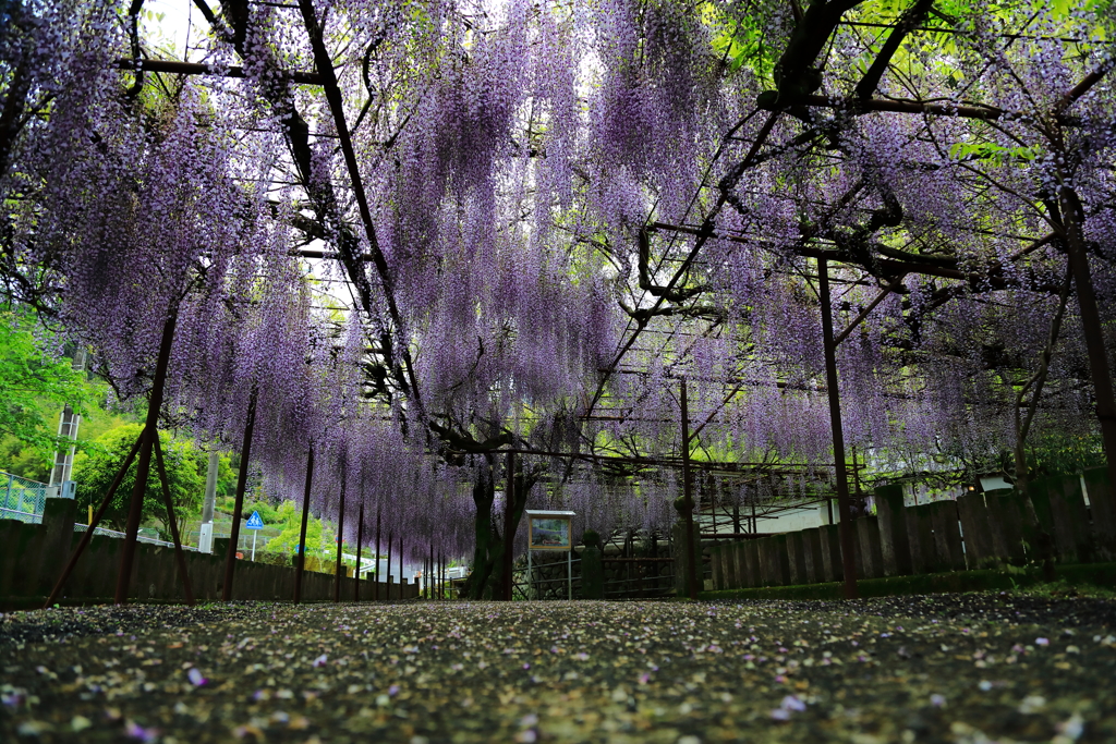 藤山神社にて