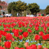 チューリップ