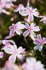 芝桜