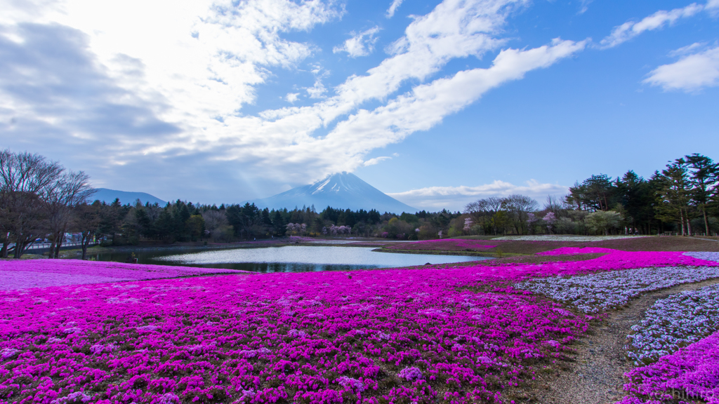 芝桜