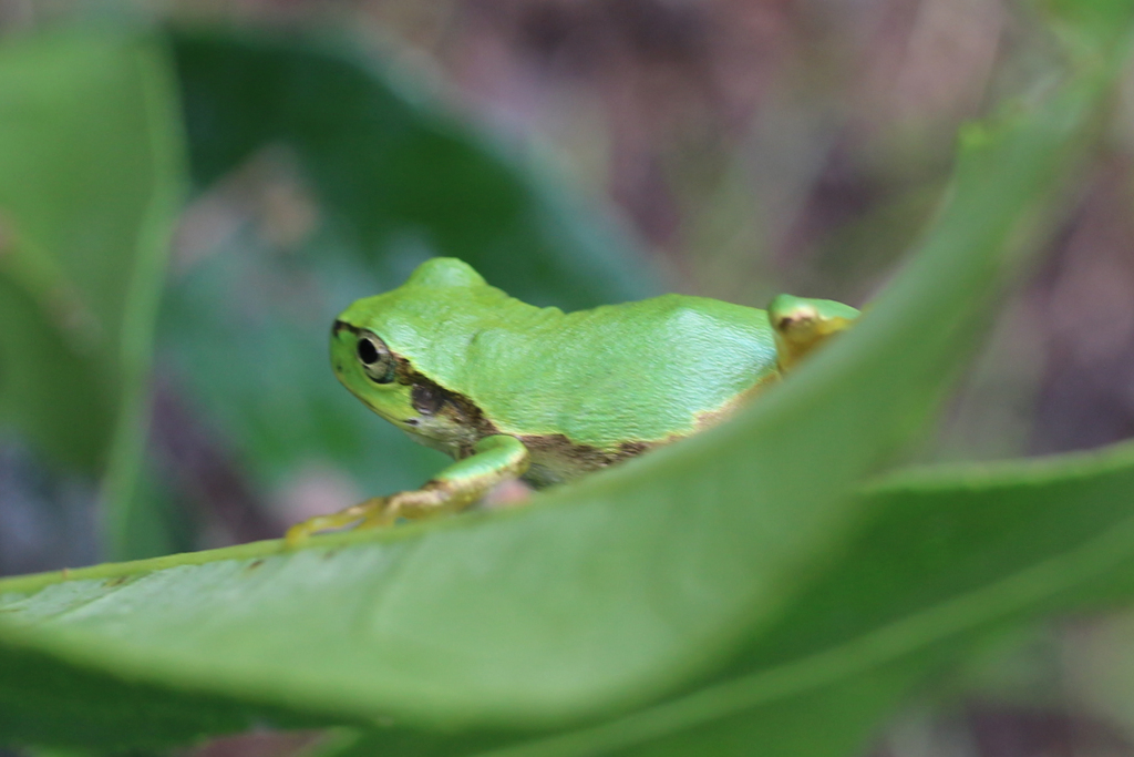 二ホンアマガエル