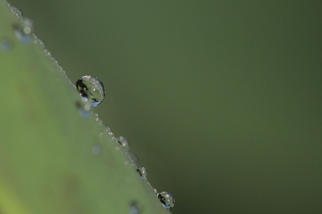 里芋の葉の上の水滴