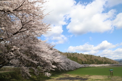 桜