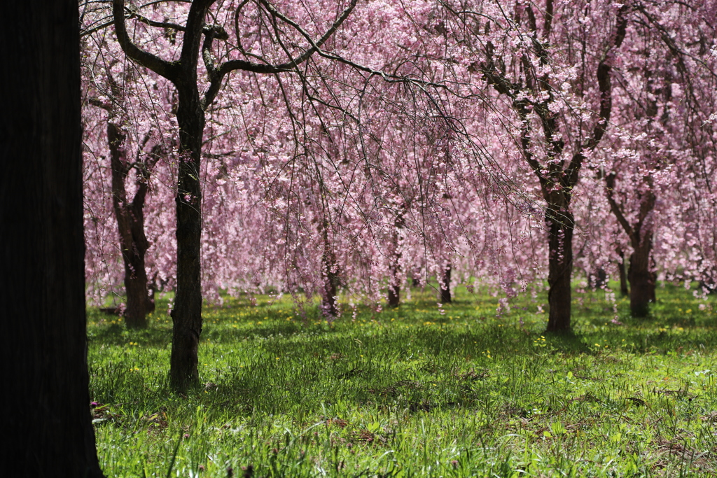 しだれ桜