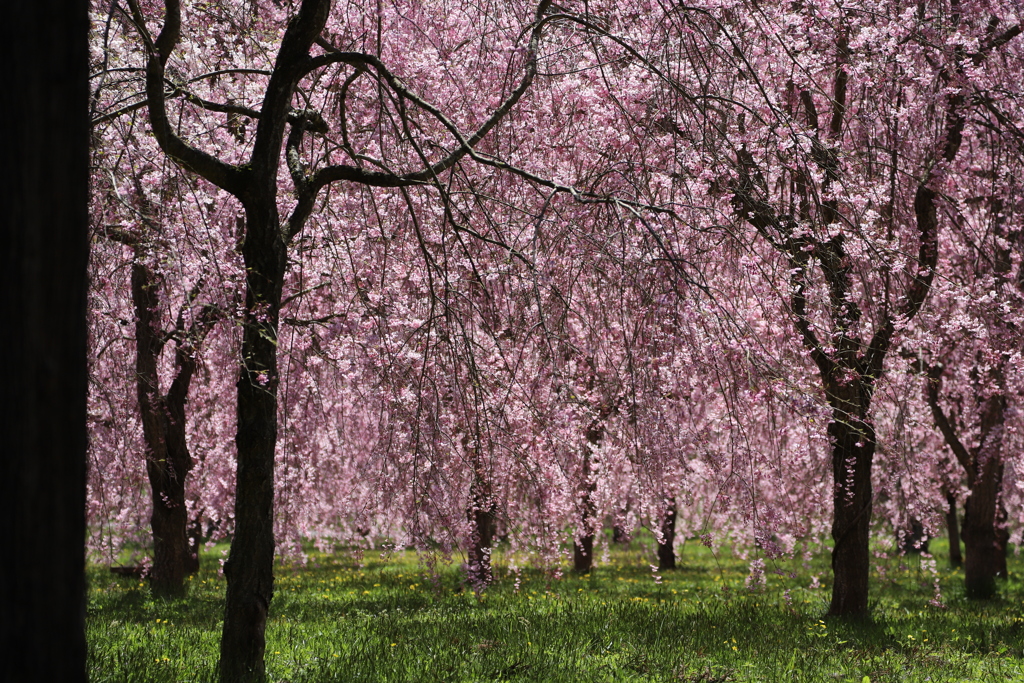 しだれ桜