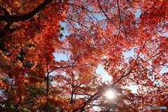 紅葉