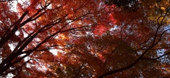 紅葉