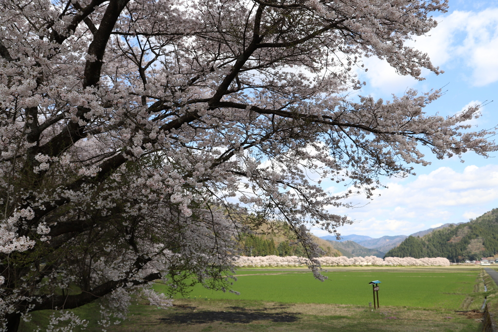 桜並木