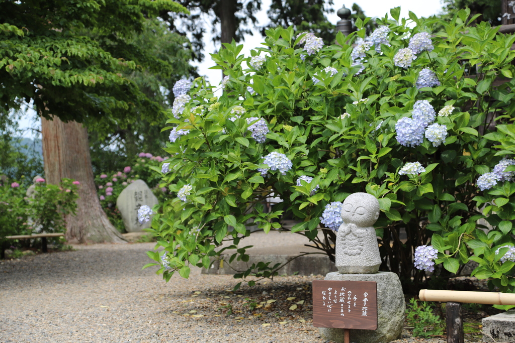 おじぞうさんと紫陽花