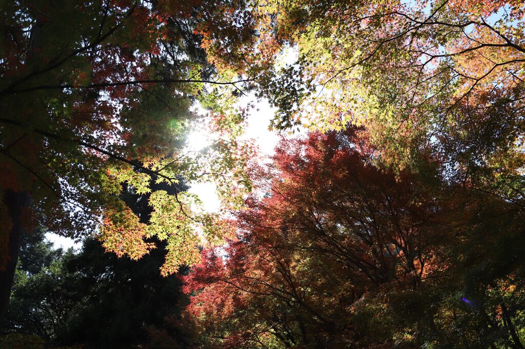 紅葉
