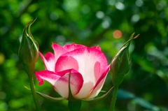 ばらの開花宣言