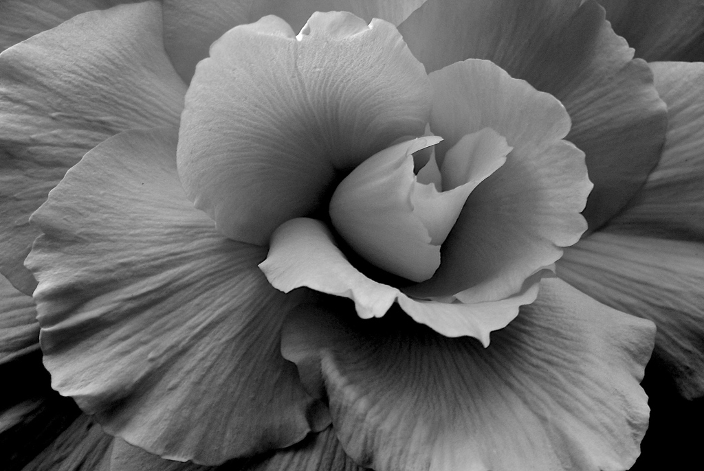 Begonia