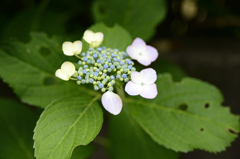 鎌倉の紫陽花