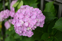 鎌倉の紫陽花