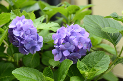 鎌倉の紫陽花