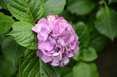 鎌倉の紫陽花