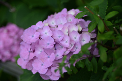 鎌倉の紫陽花