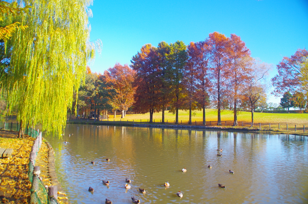 草加公園２