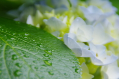 雨露とあじさい２