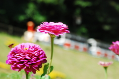 花畑を眼下に