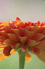 一輪の花