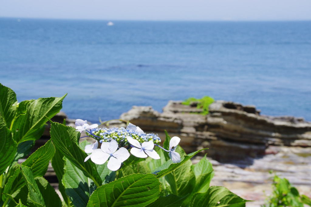あじさいと海