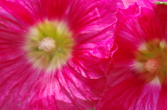 夏の花