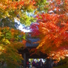 円覚寺門前の紅葉２