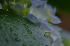 雨露とあじさい