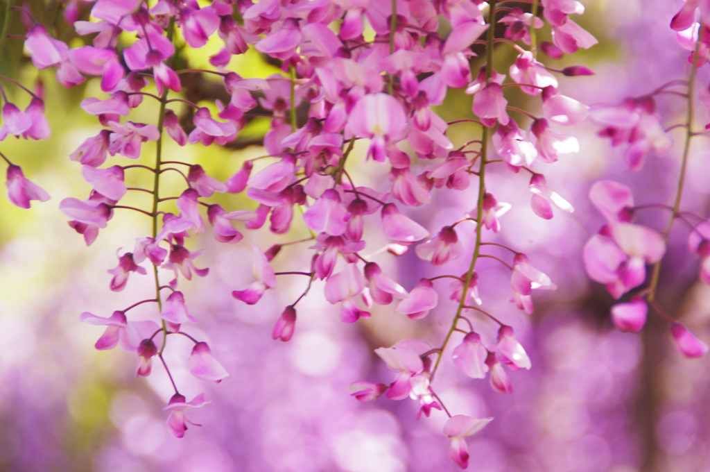 寄り添い咲く藤の花
