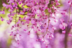 寄り添い咲く藤の花
