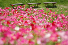 花とベンチ