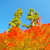 円覚寺門前の紅葉３