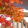 円覚寺の紅葉２