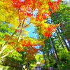 円覚寺の紅葉