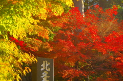 円覚寺門前の紅葉