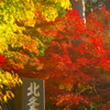 円覚寺門前の紅葉