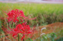 田園脇の彼岸花