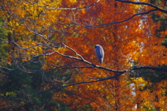 草加公園のサギ