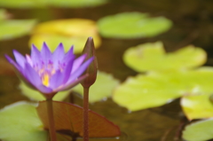 水の上の花