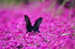 花に埋もれる蝶