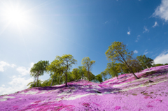 芝桜