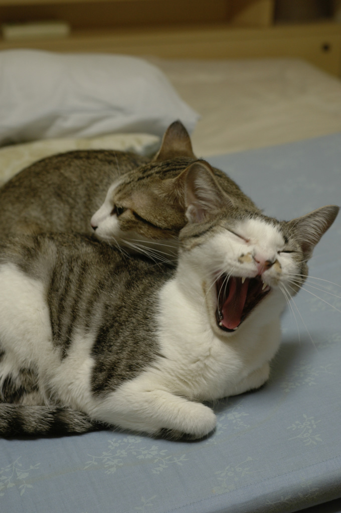 にゃんこのあくび