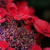 紫陽花