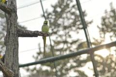 華蔵寺公園_インコ