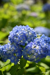 紫陽花…ですよね。。〔申三〕