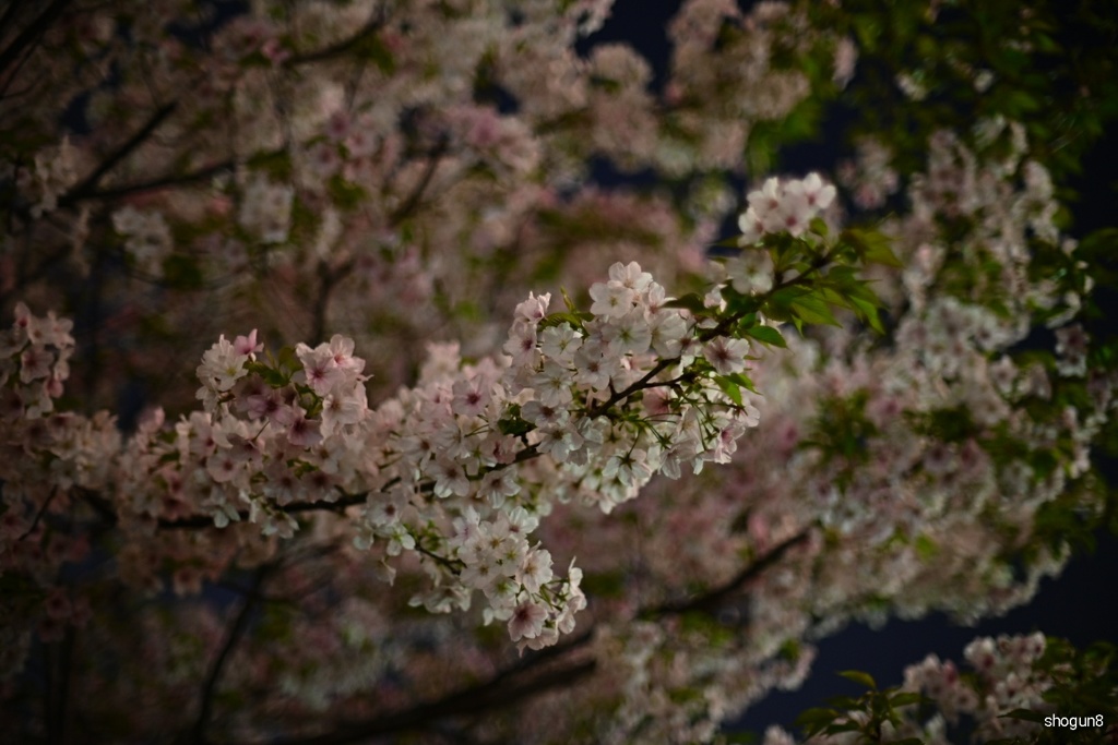 油絵ボケ、桜［戌三］