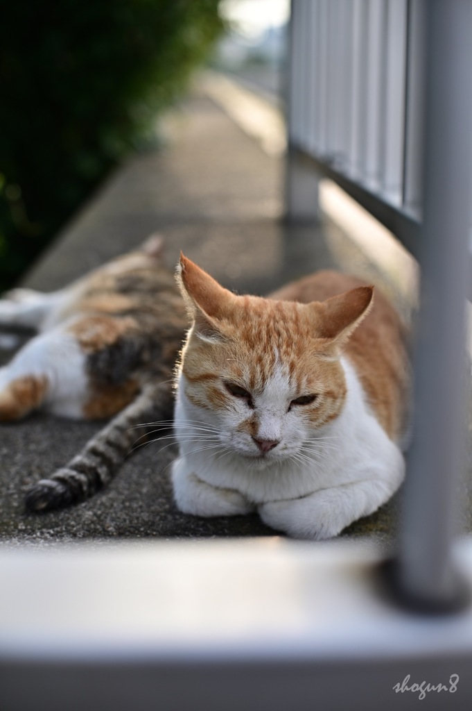将来のことで、悩んでます。〔申二〕