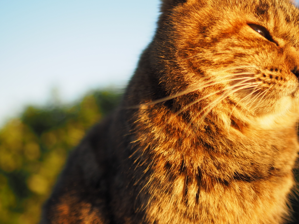 野良猫として生きてゆく